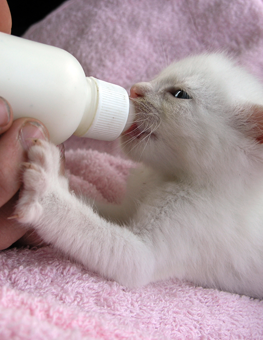 what to give a newborn kitten