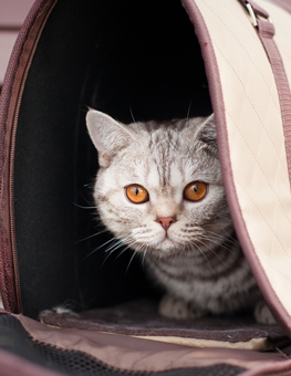 An adopted cat may be unwilling to leave their carrier at first