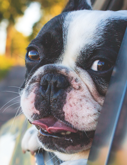 Your dog may show symptoms of car sickness by yawning