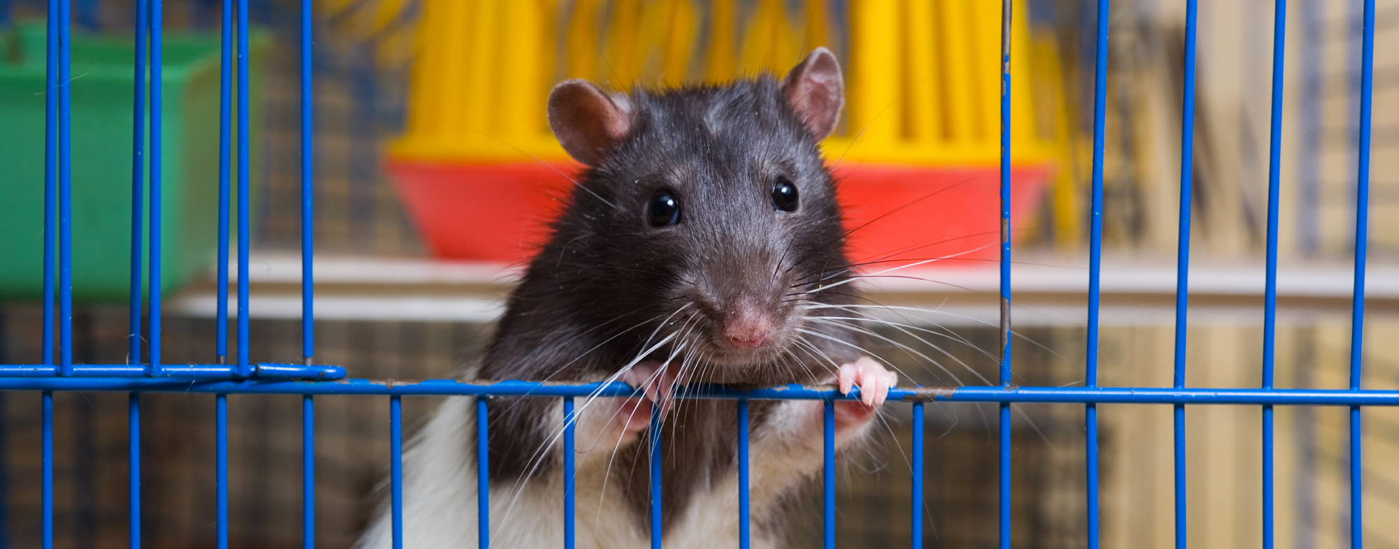 Before going away, provide your small pet rodent with a caretaker