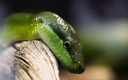 Pet reptiles like snakes enjoy lounging on branches inside their cages