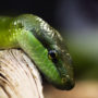 Pet reptiles like snakes enjoy lounging on branches inside their cages