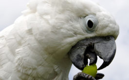 Caring for your bird means feeding them a diet containing fruits