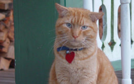 Outside on the porch, an orange cat sits with a collar around its neck