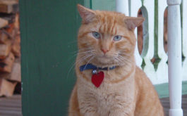 Outside on the porch, an orange cat sits with a collar around its neck