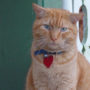 Outside on the porch, an orange cat sits with a collar around its neck