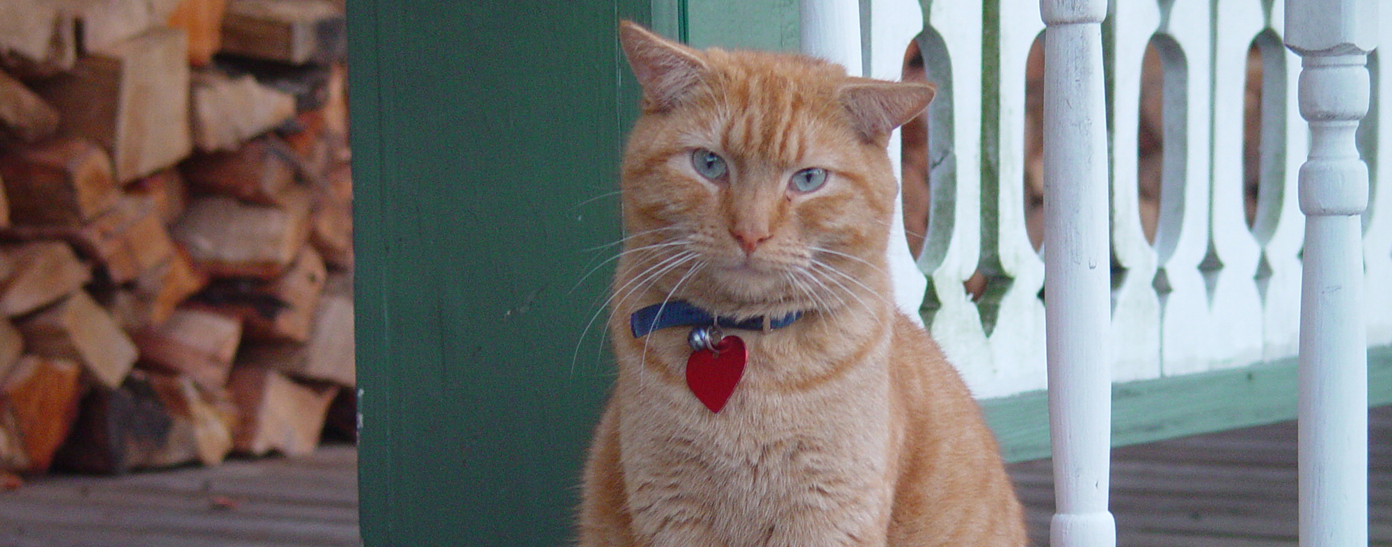 Outside on the porch, an orange cat sits with a collar around its neck