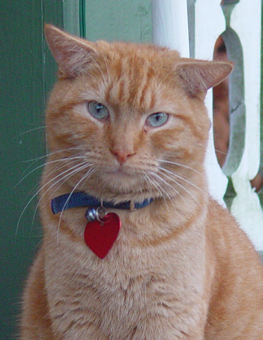 Orange cat looking fashionable with its collar and heart tag