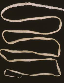 The full-length body of a parasite that lives inside of a cat
