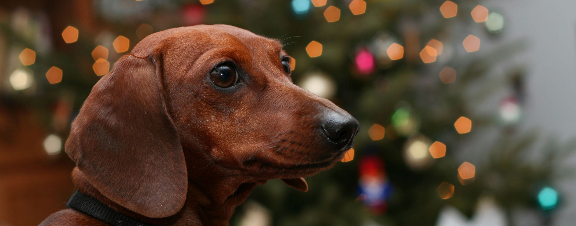 A dog waiting patiently in front of tree during the holidays