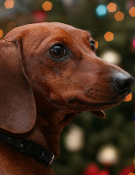 Holidays Dogs - Closeup of dachshund dog in front of a Christmas tree during the holidays.