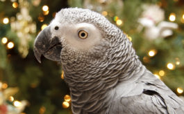 A grey winged parrot receiving extra care during the holidays