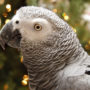 A grey winged parrot receiving extra care during the holidays