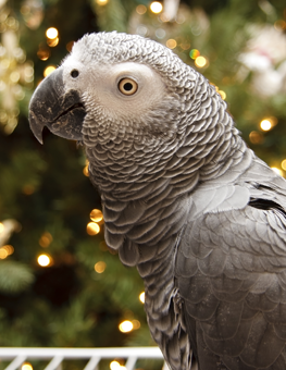 Pet parrot perched in front of holiday lights and decorations