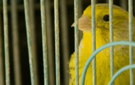 How to choose a bird cage article image - large