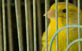 How to choose a bird cage article image - large