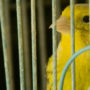 How to choose a bird cage article image - large