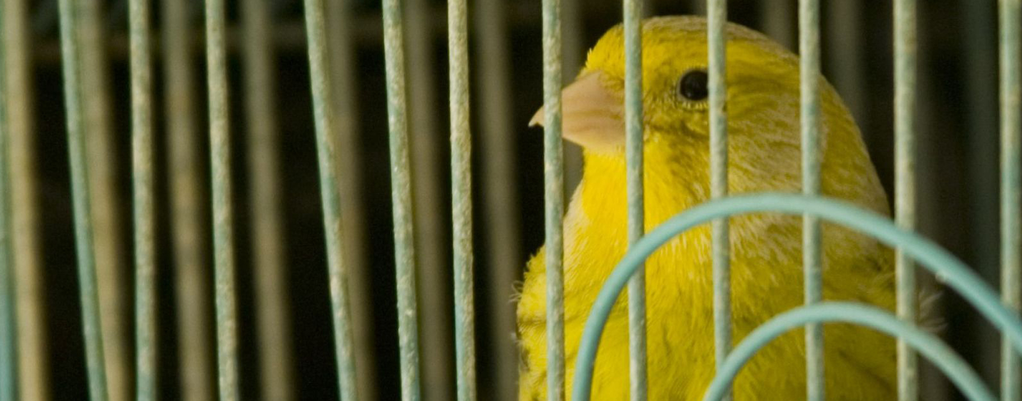 How to choose a bird cage article image - large