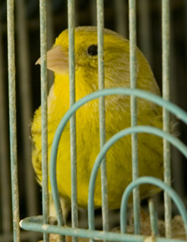 How to choose a bird cage article image - small