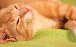 A relaxing orange tabby curled up on its olive green cat bed