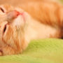 A relaxing orange tabby curled up on its olive green cat bed