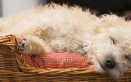 Dogs can sleep as long as 12 hours a day inside of a dog bed