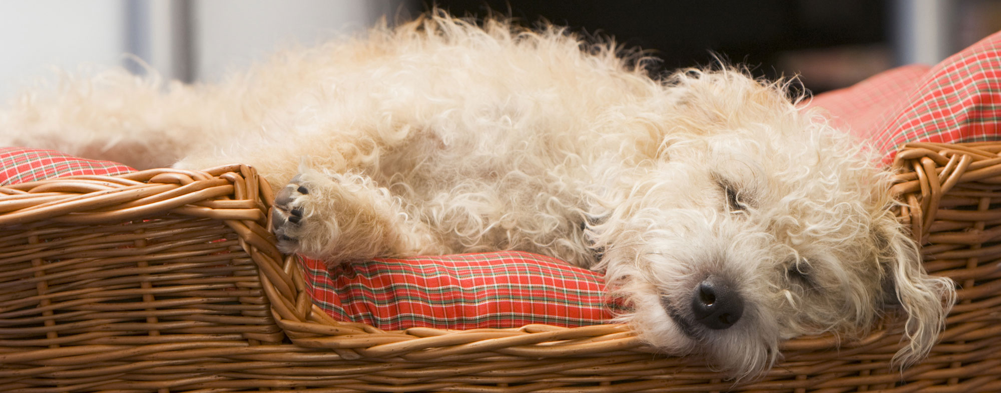 Dogs can sleep as long as 12 hours a day inside of a dog bed