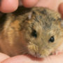 Adopting a gerbil as your child's first household pet