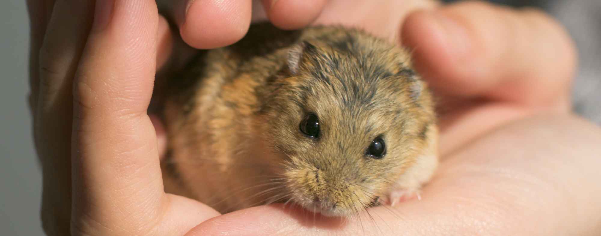 best rodent pet for child