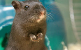 Small pet animal standing in cage, on top of layer of pellet bedding