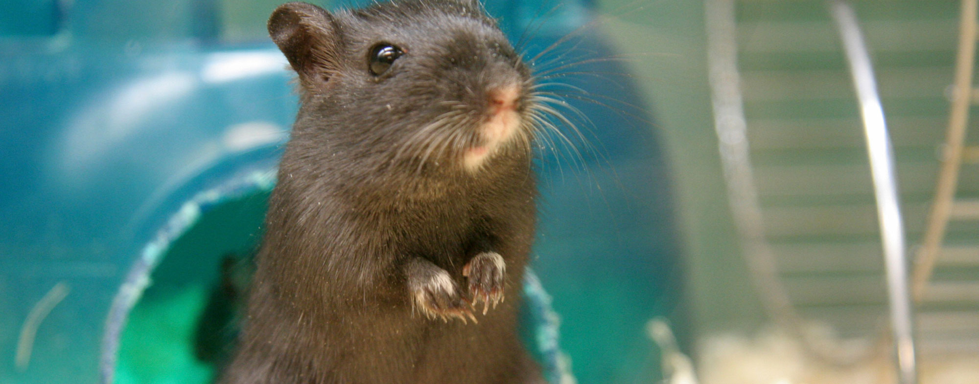 Small pet animal standing in cage, on top of layer of pellet bedding