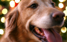 A happy dog posing in front of a Christmas tree