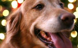 A happy dog posing in front of a Christmas tree