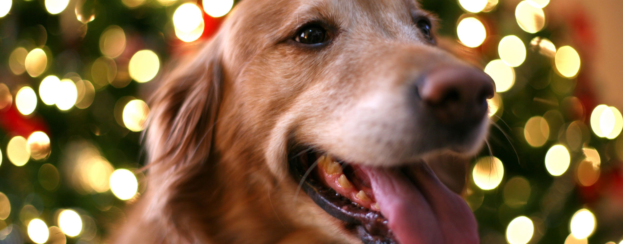 A happy dog posing in front of a Christmas tree