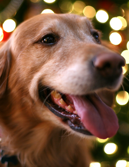 Maintain some distance between your dog and your holiday ornaments