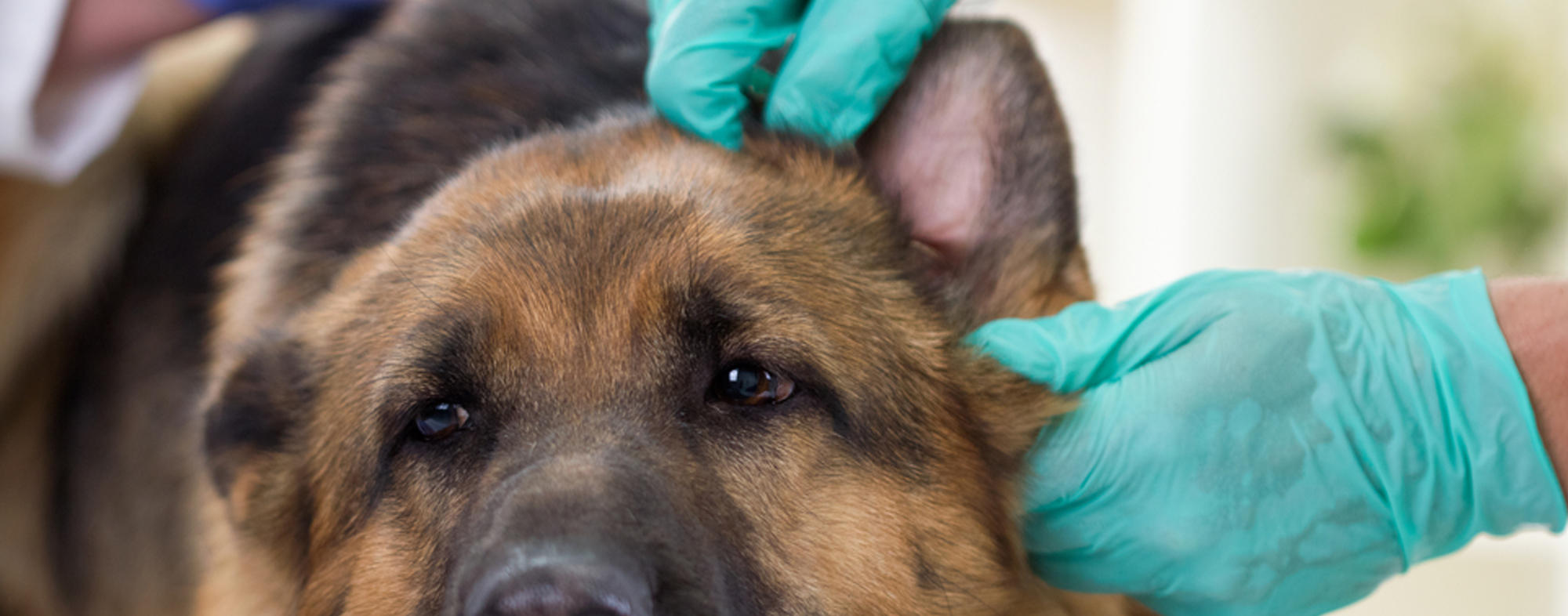 An Easy Step by Step Guide to Cleaning Your Dogs Ears Hartz