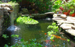 A water garden thoughtfully designed to be habitat for pet fish