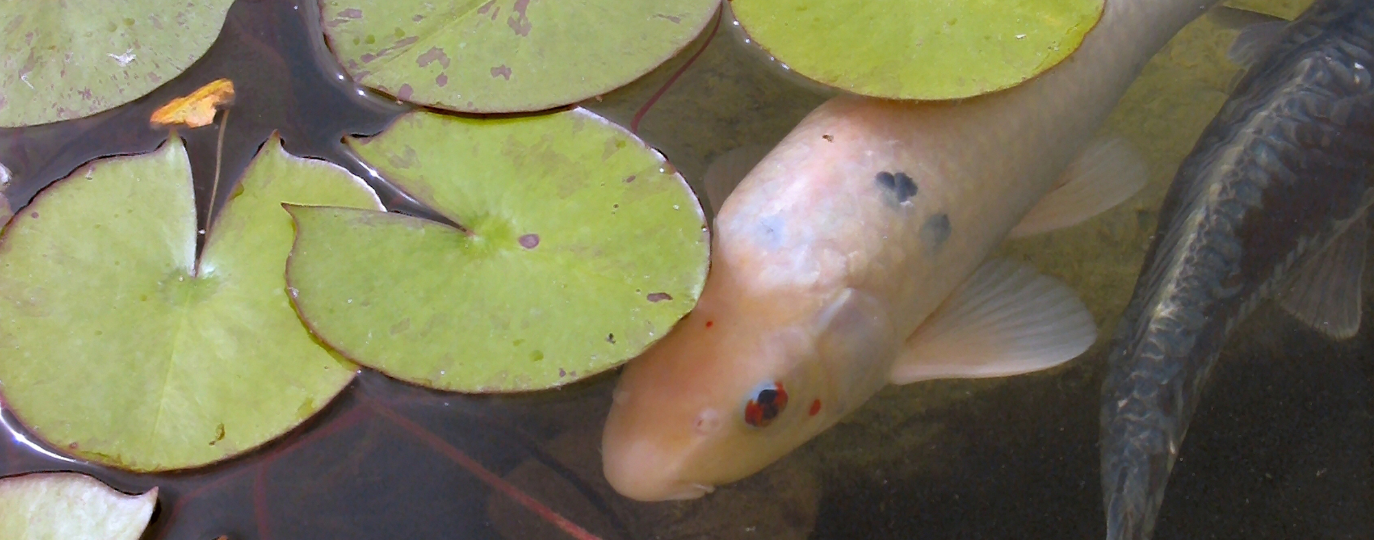 Outbreak of algae bloom in a pond, diverting oxygen from pet fish