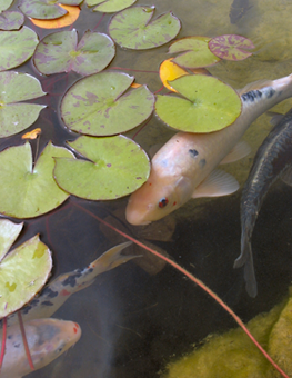 A trio of pet fish swimming in a pond with outbreak of algae bloom