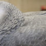 Only the calmest types of parrots will cease from biting or screaming