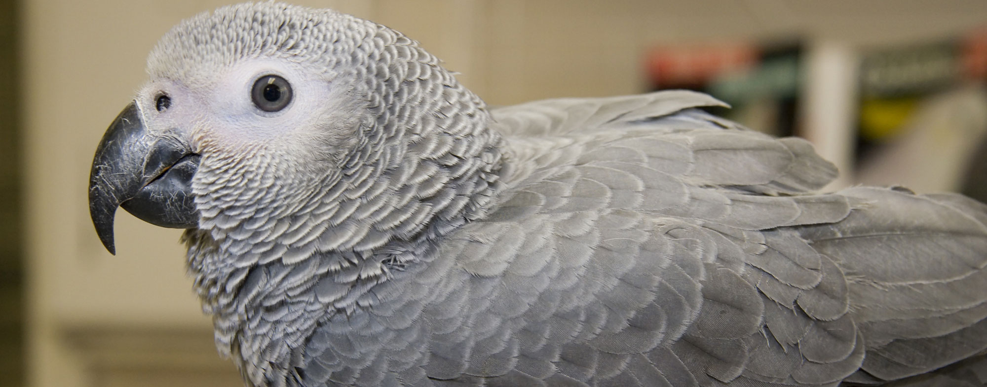 Only the calmest types of parrots will cease from biting or screaming