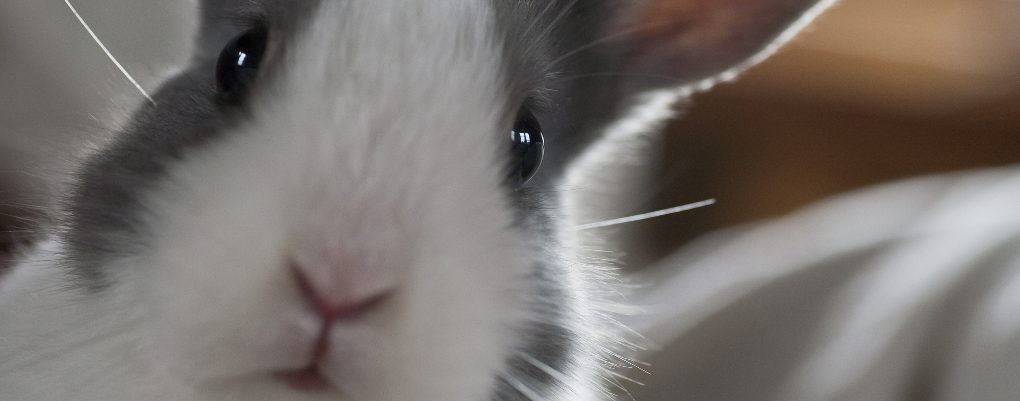 is my guinea pig overweight