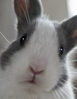 A pet rabbit fact: small as they may be, they can get overweight quickly