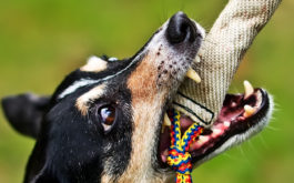 A dog exhibiting possessive behavior, with a chew toy in their mouth