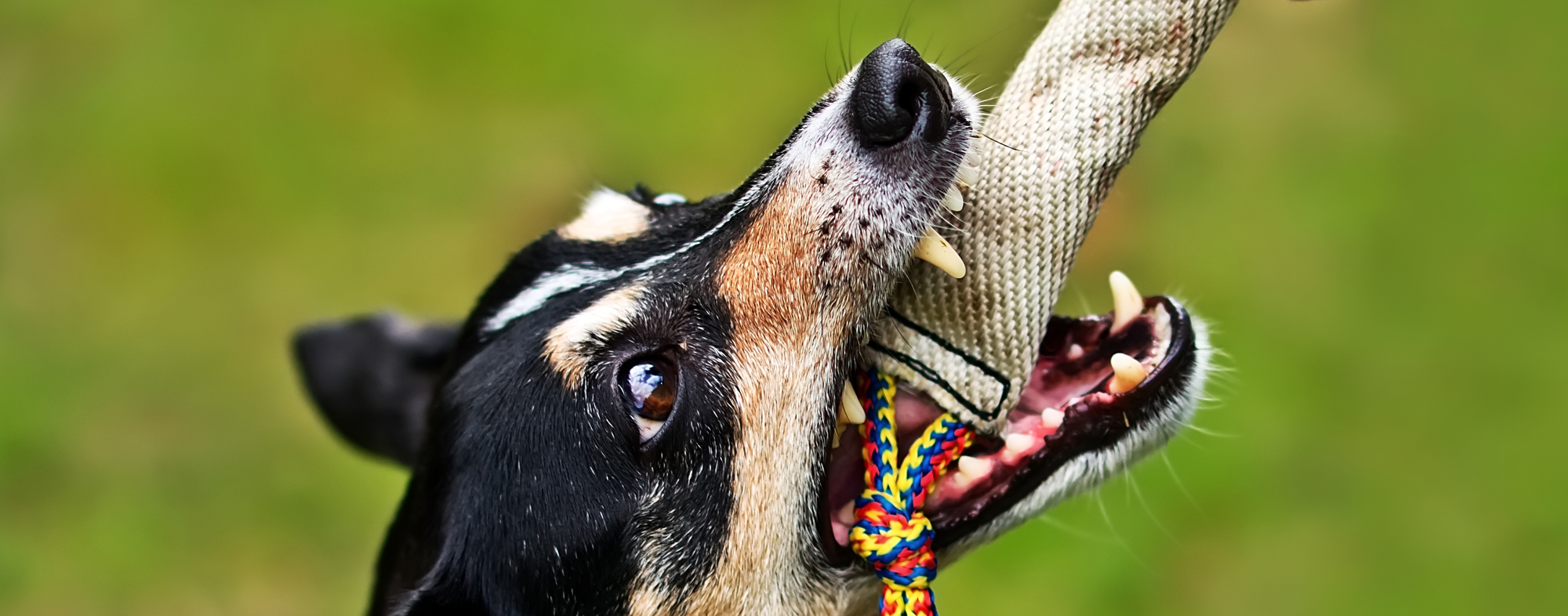 A dog exhibiting possessive behavior, with a chew toy in their mouth