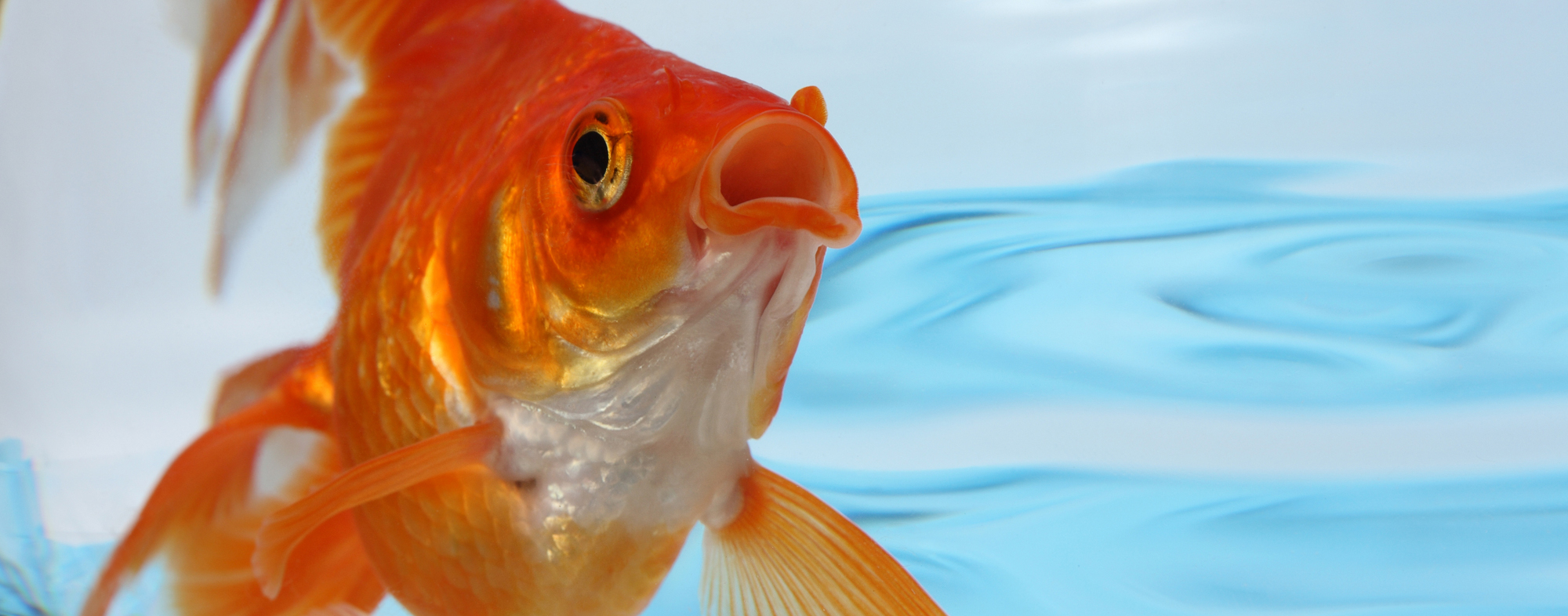 Open-mouthed goldfish swimming inside of a freshwater aquarium