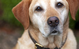 An older dog wearing a leather collar, outside in the woods