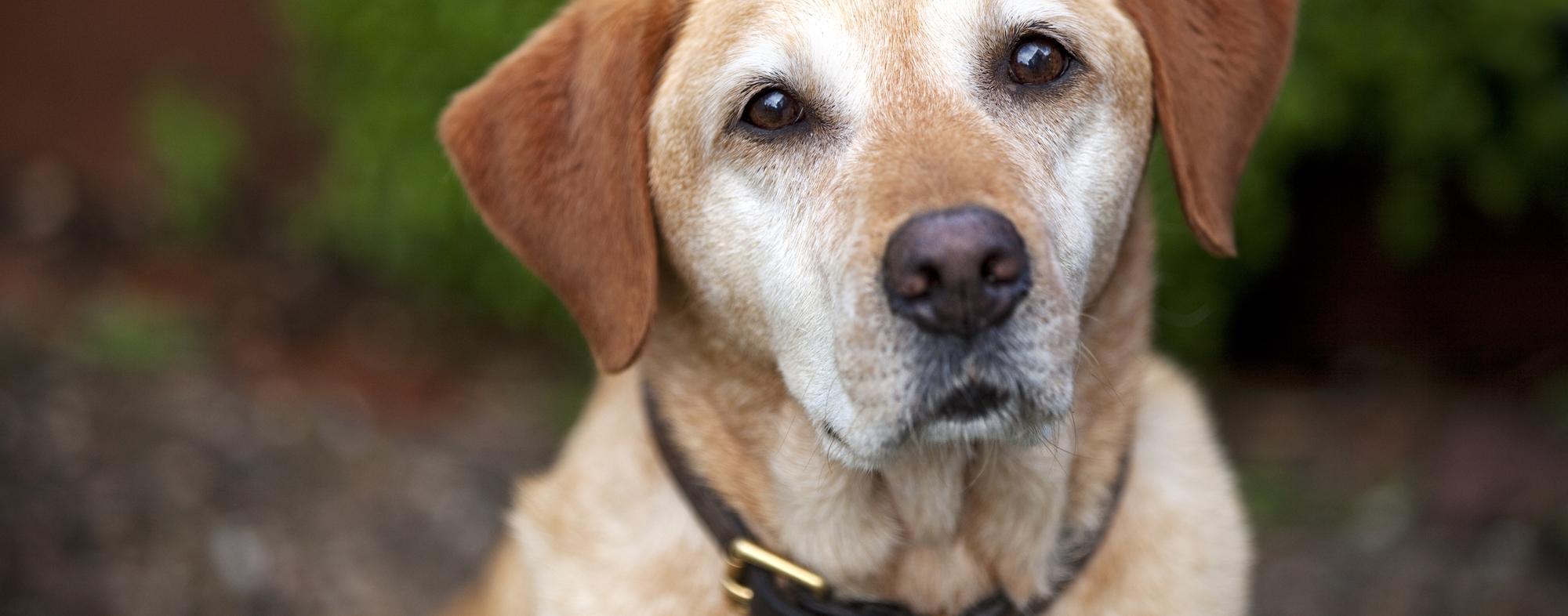 An older dog wearing a leather collar, outside in the woods