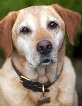 Dog staring off into the distance, wearing a leather collar