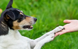 Holding out your palm, you can train your small dog to offers their paw